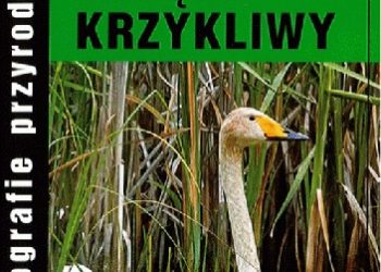 Krzysztof Dudzik – Łabędź krzykliwy