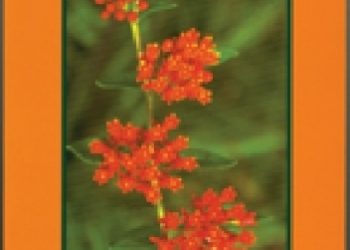 Michael Moore – Medicinal Plants of the Mountain West