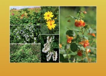 Rośliny obcego pochodzenia w Polsce ze szczególnym uwzględnieniem gatunków inwazyjnych