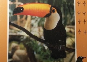 Scott Weidensaul – Leksykon odkrywcy – ptaki