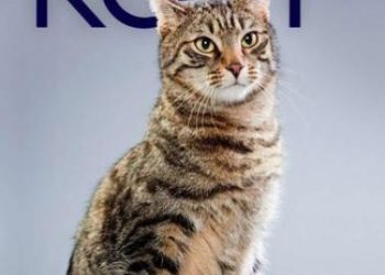 Koty. Pochodzenie, rasy, zachowania