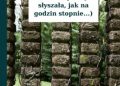 Kamil Baczyński Krzysztof – (W takiej ciszy słyszała, jak na godzin stopnie…)