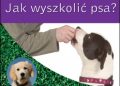 Sarah Hodgson – Jak wyszkolić psa? Patrz i ucz się!