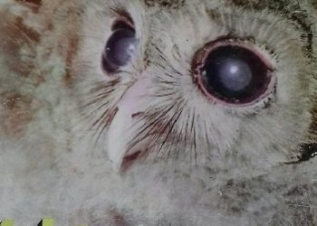 Lech Wilczek – Kuba