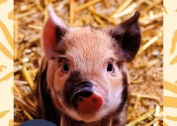 Dariusz Gzyra – Dziękuję za świńskie oczy. Jak krzywdzimy zwierzęta