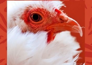 Jaś Kapela – Polskie mięso, czyli jak zostałem weganinem i przestałem się bać