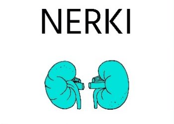 Andre Giordan – Pracowite nerki. Krótki przewodnik po wielofunkcyjnym narządzie.