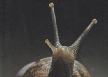 Patricia Highsmith – Eleven