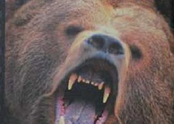 Redakcja DVD – Niedźwiedzie w zbliżeniu.