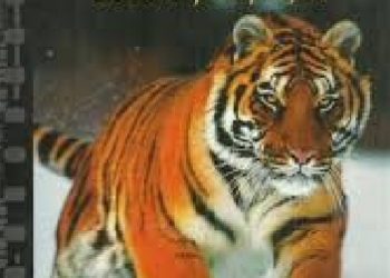 Redakcja DVD – Tygrysy – z syberyjskiej tajgi