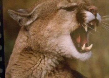 Redakcja DVD – Puma – niebezpieczna piękność