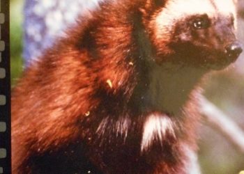 Redakcja DVD – Rosomak – siła charakteru