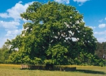 Jan Uryga – Nasze drzewa