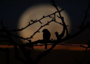 Stefan Grabiński – Cień Bafometa