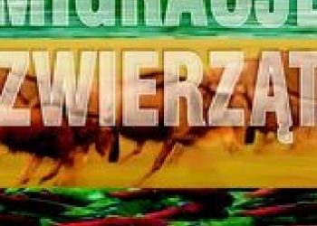 Ben Hoare – Migracje zwierząt