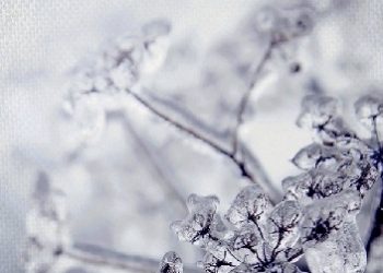 Delphine de Vigan – Lojalność