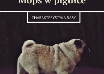 Karolina Kwiatkowska – Mops w pigułce. Charakterystyka rasy