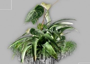 Anna Piotrowska – Zielonym do góry